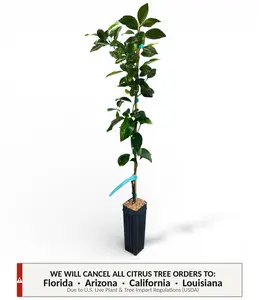 Ponkan Mandarin Tree | No Ship CA AZ LA FL | Sweet Honey Orange, Easy Peel & Juicy Citrus Flavor | Premium Indoor Outdoor Citrus Tree