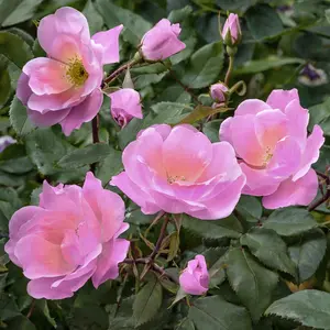 Rosa, Peachy Knock Out® Rose - 1 Gallon Pot