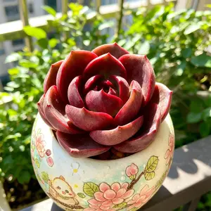 Echeveria Red Lantern  Live Succulent  (Bare Root) – Unique Holiday Gift, Home Decor & Stress Relief Greenery Adjustable Light