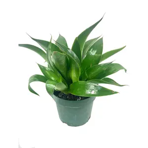 Agave Century Plant - Live Plant in a 6 Inch Pot - Mangave 'Macho Mocha' - Compact Evergreen Succulent