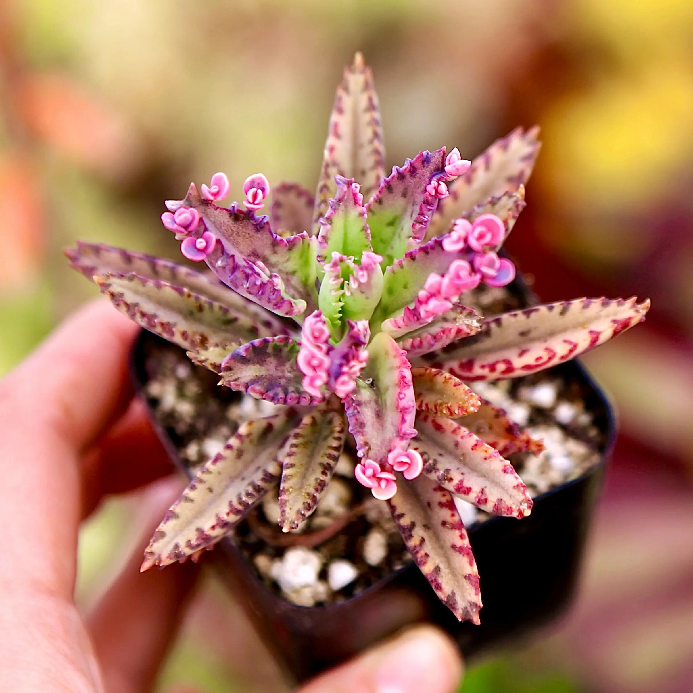 Kalanchoe Pink Butterflies Live Succulents Plants in 2” 4” 6"pot
