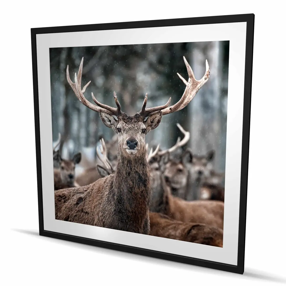 212 MAIN Matted Stags Print Artwork - Rustic Beige Wood-Framed, 48x48in Animal-Themed Nature-Inspired Home Wall Decoration, Great Gift for Art Lovers, Ideal for Room Decor