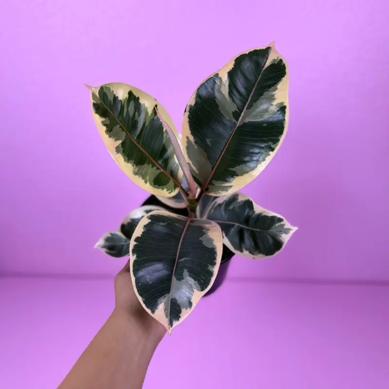 Ficus Tineke 6” | Variegated Rubber Plant | Easy Houseplant