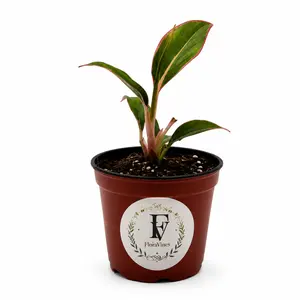 Live Aglaonema 'Siam Aurora' Indoor Tropical Houseplant – 3" Nursery Pot
