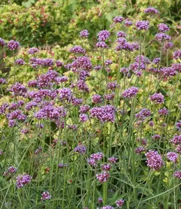 2500 Purpletop VERVAIN Flower Seeds VERBENA Bonariensis SEEDS