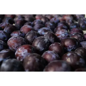 3 Black Splendor Plum Tree Scions, Cuttings, Scionwood