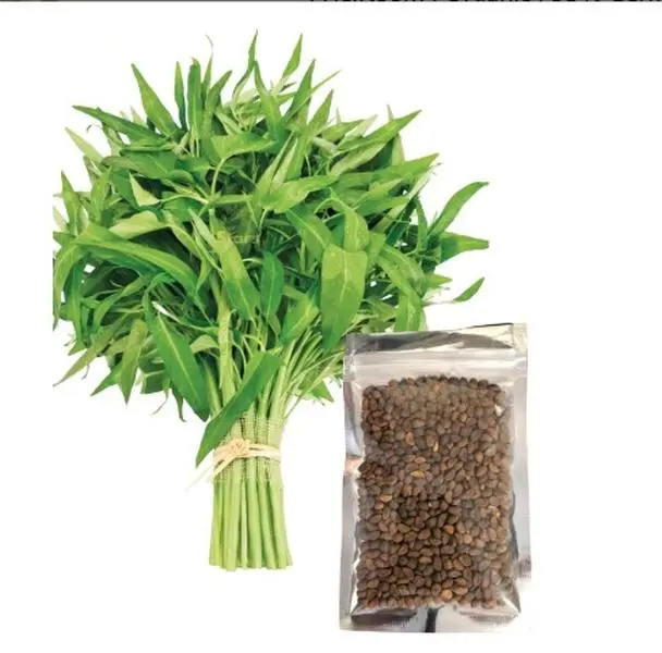 500+ Kangkong Seeds - Rau Muong- Kong Xin CAI- Ong Choy Seeds for Planting- Vegetable Seeds for Yard & Garden Made in USA | Non-GMO | Heirloom | Organic | 95% Germination Rate