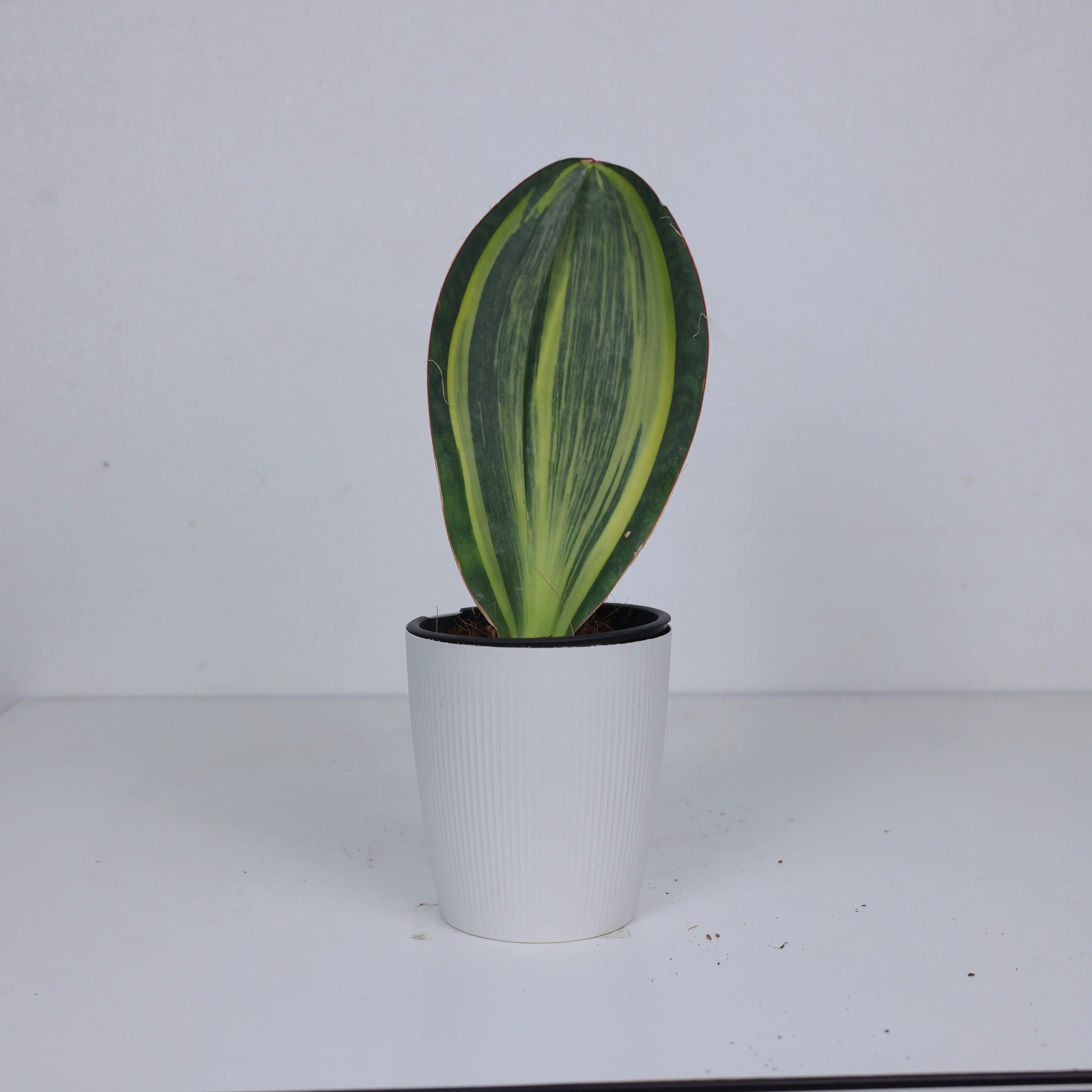 SAN001 / 4 Inch Potted Sansevieria Trifasciata Live Snake Plant (Mother-In-Law’s Tongue), Upright Sword-Shaped Foliage With Mottled Dark & Light Green Stripes, Ultra Low-Light Drought-Tolerant Compact Succulent Houseplant For Desktops