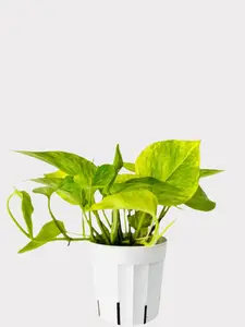 Pothos - Neon Queen