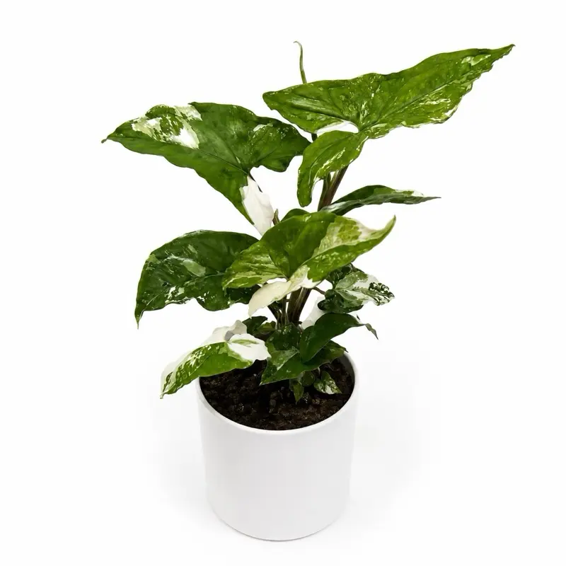 Syngonium Albo 4" Pot Rare Collectors' Plant with Unique Variegated Leaves Live Tropical Houseplant for Beginners Indoor Home Decoration