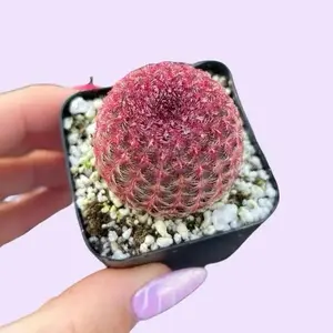 Rainbow Hedgehog Cactus – Echinocereus rigidissimus Rubrispinus | Live Cactus in 2” pot