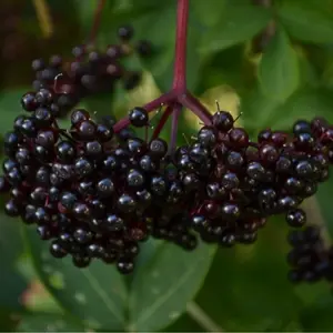 4 Fresh Black Bearing Elderberry Cuttings to Grow - Grow 4 Elderberry Tree Plants - Prized for Healthy Fruit e