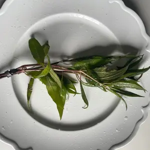Hygrophila salcifolia "Blue Hygro" Live Aquarium Plant Bunches-Background Plant Easy Beginner Stem Plant Live Decor for Fish Tanks