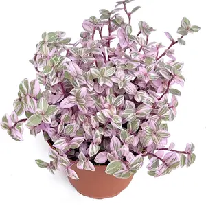 6” pink lady turtle vine succulent Decor Decorative Plants