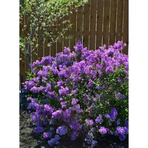 SYRINGA X BLOOMERANG® DK PURPLE G3 15" PW