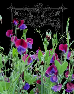 Cupani Old Spice Sweet Pea Seeds