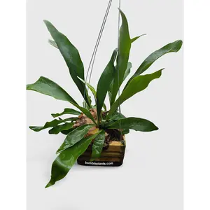 Platycerium Bifurcatum Staghorn Fern