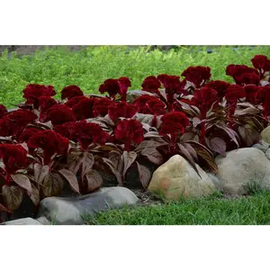 200 Pcs Celosia  Seeds For Planting Flower Seeds Garden Seeds Non-GMO