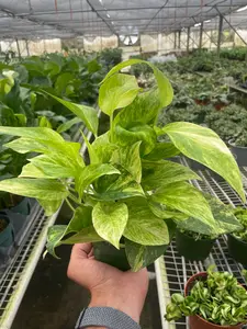 Pothos 'Neon Queen'