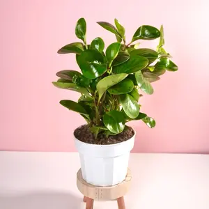 Peperomia “Lemon Lime” - 6” Pot