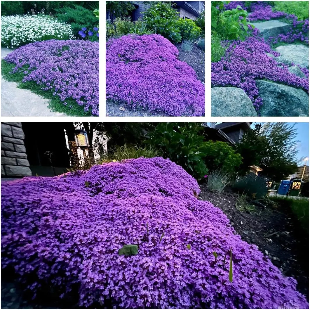 Creeping Thyme Seeds - Non-GMO Perennial Herbs Seeds, Drought-Tolerant Thymus Serpyllum Magic Carpet Ground Cover, Fragrant Herbs Seeds for Planting in Full Sun Flower Garden & Home Plant Decor