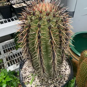 Saguaro ! Carnegiea gigantea ! 18”+ VERY THICK & HEAVY! (Real Saguaro giant cactus plant)