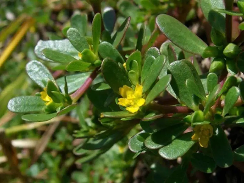 Heirloom Verdolaga Pusley Green Purslane Veggie Seeds - 2000 Open-Pollinated Aromatic Culinary Herb Seeds for Home Gardening, Fast-Growing, Partial Shade, Fresh Flavor Harvest