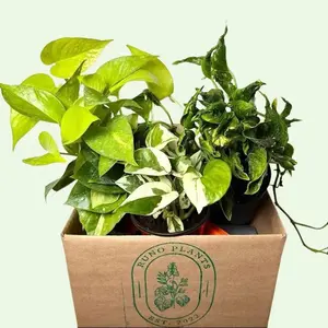 Pothos lovers Bundle box - 3 Pothos Plants in 4" Pots - Perfect for Beginners & Exciting Combinations