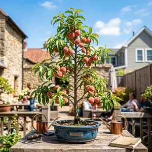 Live Peach Tree Sapling, Fruiting Variety, Perfect for Yard Planting & Potted Cultivation, 17–19 Inches Tall, Robust Premium Seedling.