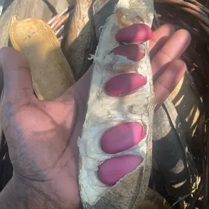 2 Bean seeds