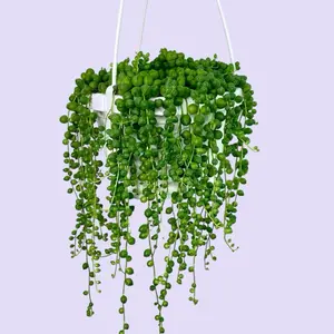 String Of Pearls 6” - Low Maintenance Hanging Plant