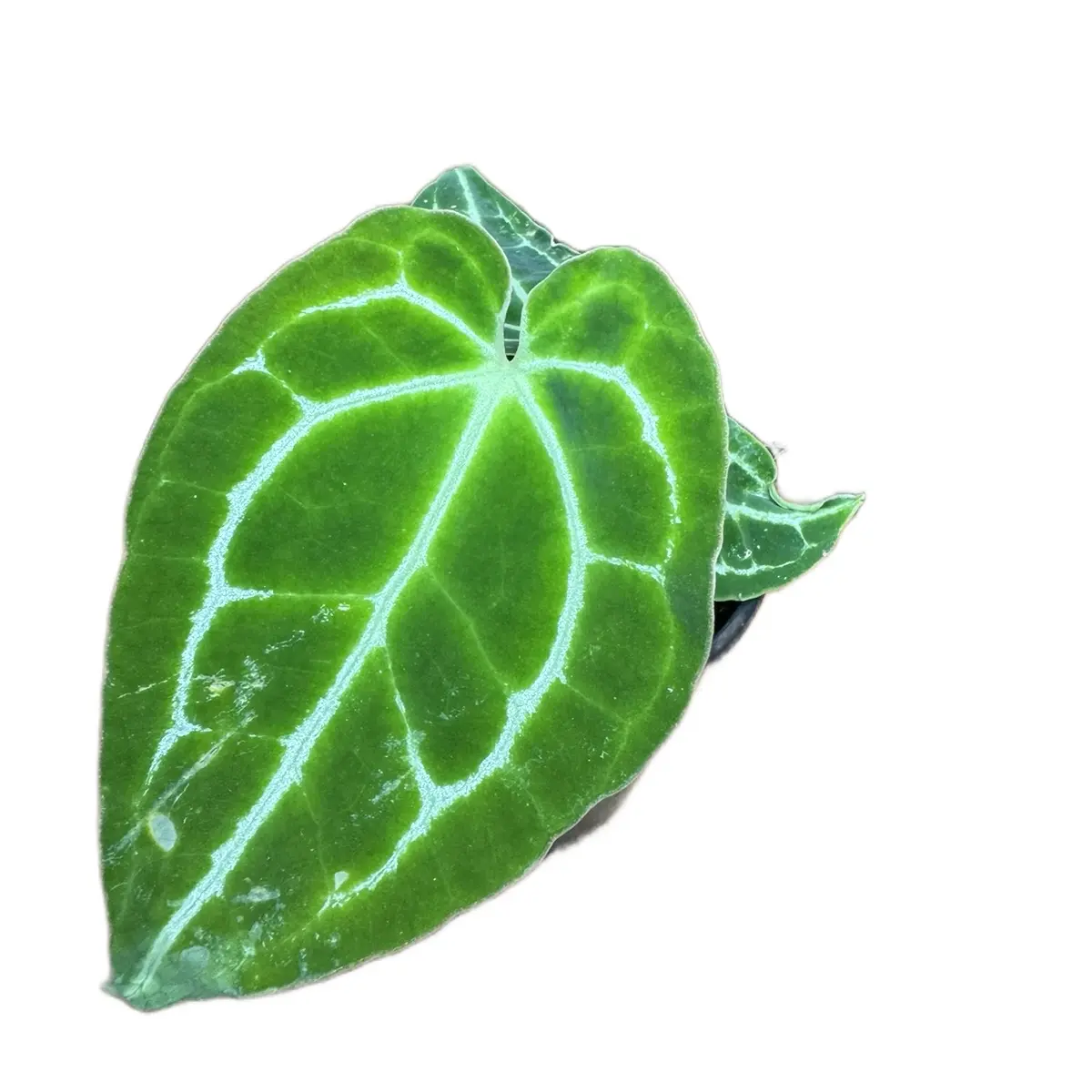 Anthurium Crystallinum Tropical Potted House Plant, 4in Potted Indoor Garden Plant for Home Improvement, Potted Plants, Tropical Plant