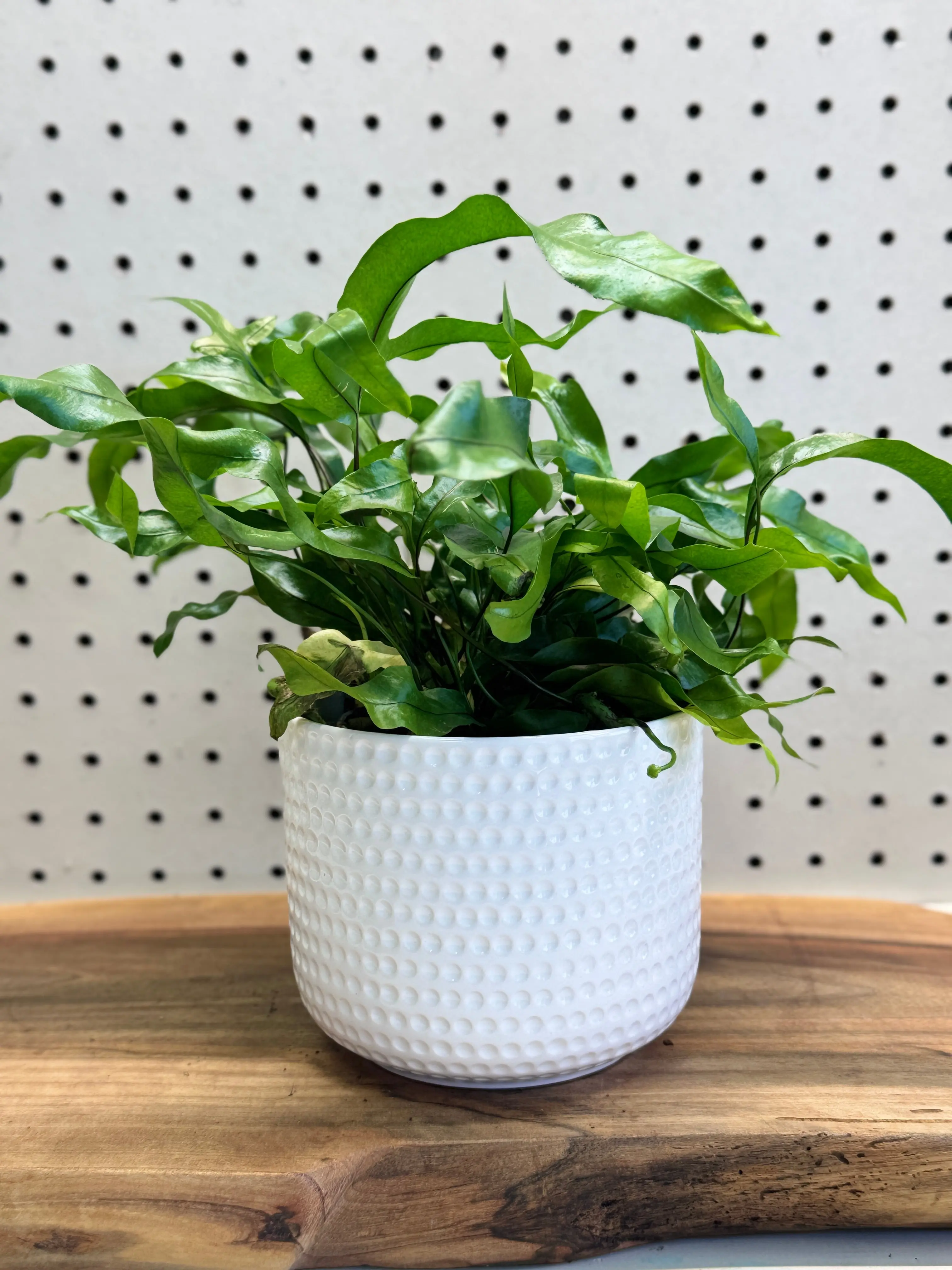 Kangaroo Fern Microsorum diversifolium 4 inch Pot - Indoor Plant with Glossy Green Fronds for Bright Indirect Light & Moderate Humidity