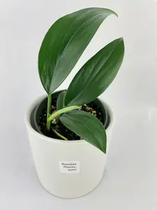Rhaphidophora Decursiva 'Dragon's Tail'