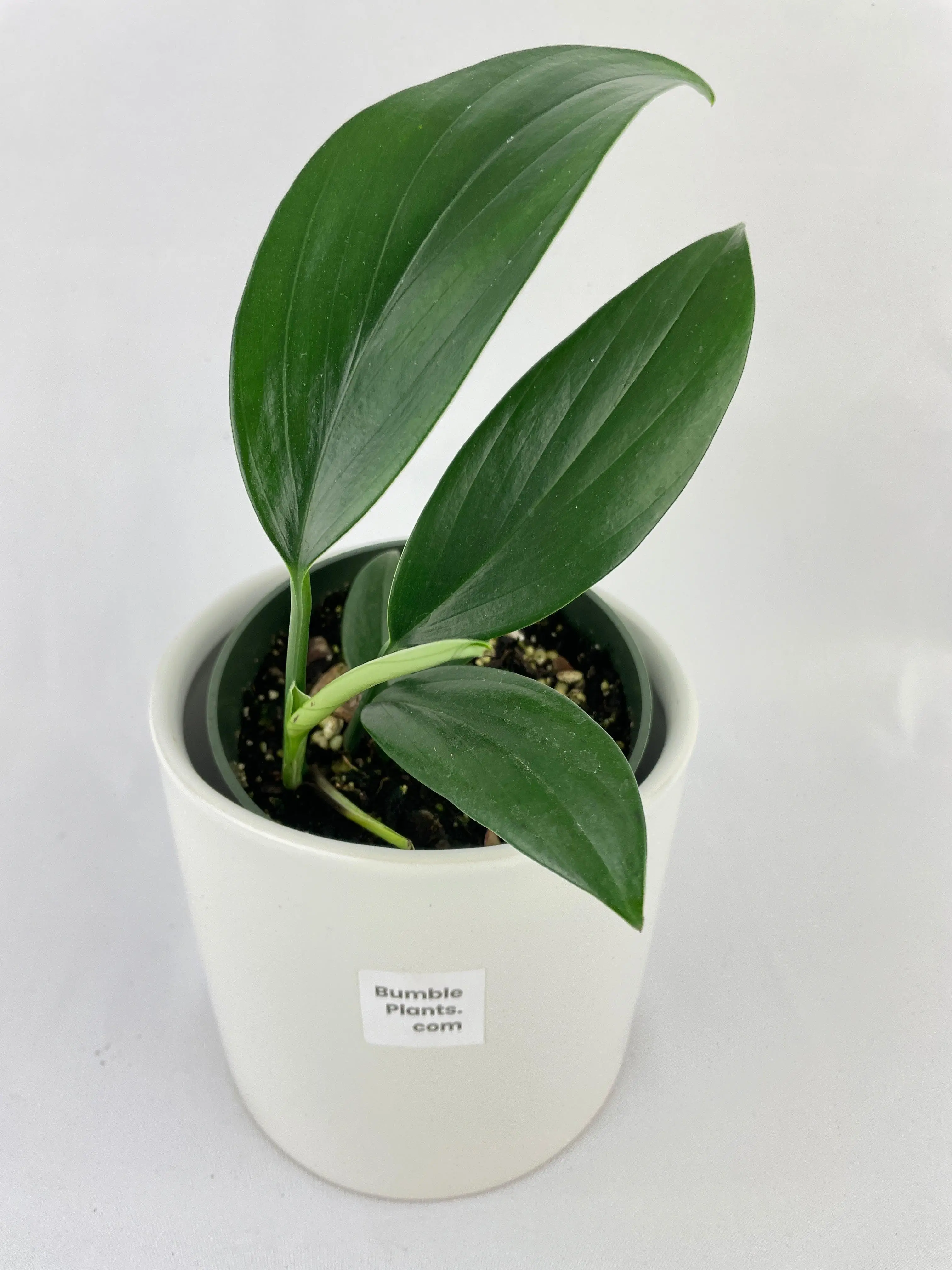 Rhaphidophora Decursiva 'Dragon's Tail'