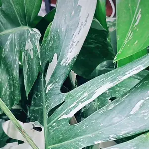 decoration Monstera Albo