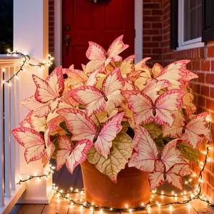 800pcs Butterfly Leaf Hosta Seeds-Unique  Resembling Butterfly Wings-Shade-LovingPerennial for Garden Borders & Landscaping