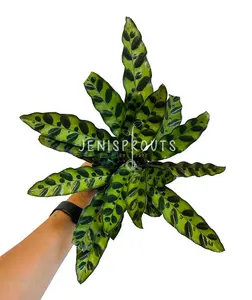 Calathea Rattlesnake 4” Indoor Plants -  Houseplant - Tropical Foliage