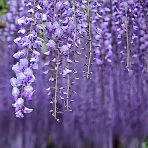 Wisteria Live Tree Seeds for Planting 20 Seeds All Seasons Garden Flower Blue Purple Red White Colorful Ornamental Vine for Courtyards Parks Gardens