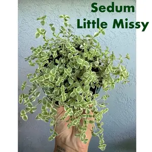 4” Sedum “Little Missy” - Crassula pellucida ssp. marginalis