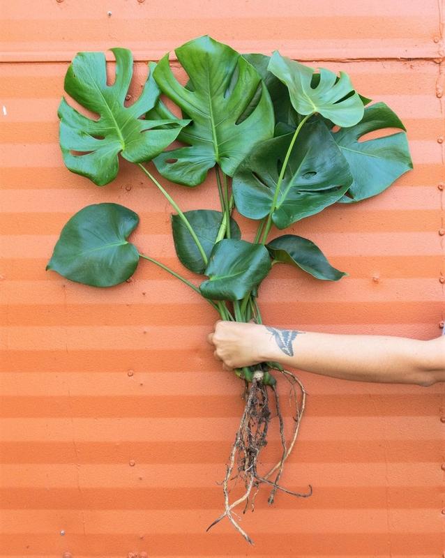 Monstera Deliciosa Cutting Tropical Split Leaf Plant | Indoor & Outdoor Live Houseplant | Rooted Easy Care Starter Plant