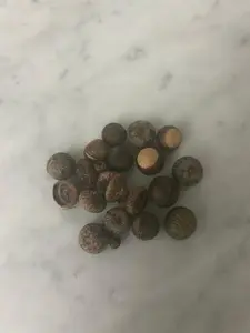 Pin Oak Acorns - 10 Count with Caps, Native Tree Seeds, Quercus Palustris