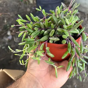 String of Rubies | Ruby Necklace | Live Succulent | Trailing Houseplant | 4”