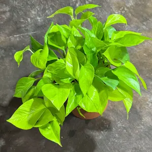 Neon Pothos in a 6" Decorative Pot – Epipremnum Pinnatum - Lime Green Pothos - Low Light Indoor Plant - Tropical Vining Plant - Trailing Houseplant