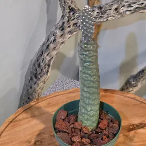 Pine Cone Cactus - Potted Succulent Plant for Indoor Home Decor, Low-Maintenance Houseplant