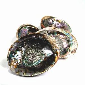 ONE Green Abalone Shell 5in Natural Seashell Altar Decor Bowl