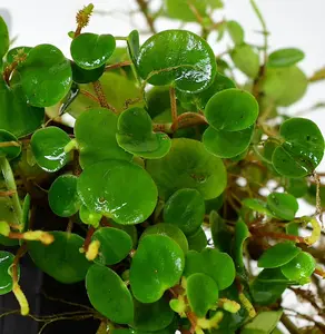 Peperomia sp 'Orellana'