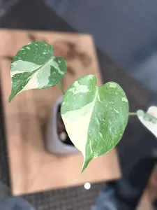 Monstera Creme Brulee - A