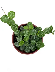 Hoya Mathilde Splash