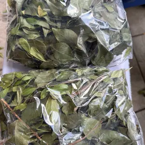 Hojas de cuaba